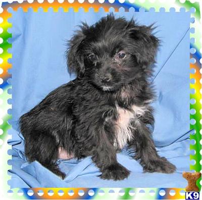 Shorkie Male